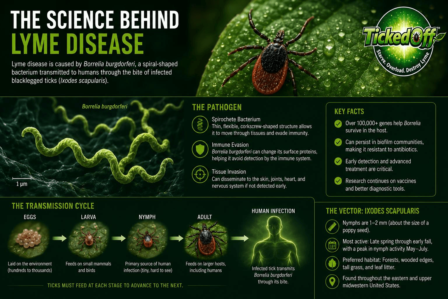 Science behind Lyme disease — research visualization